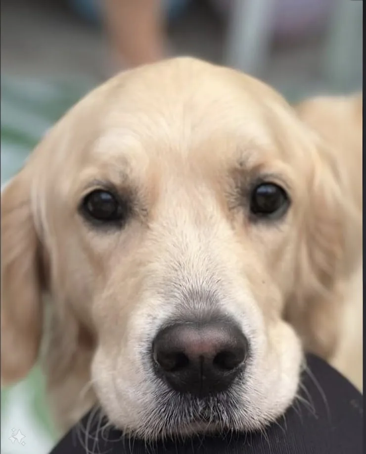 Maia, the Golden Retriever who inspired the Wiggly pet care app and logo